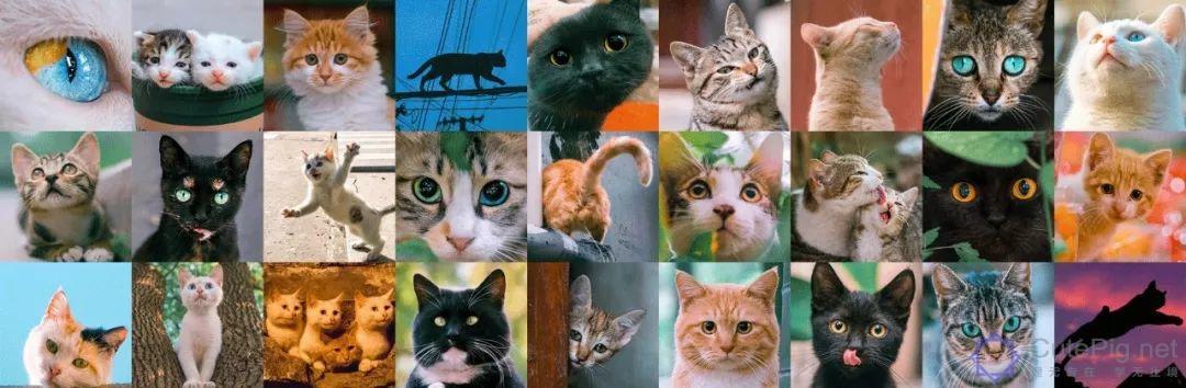 中国拍猫第一人：被央视点赞，走遍全国拍猫6年，拍下4万多张“猫片”，网友：太治愈了插图1