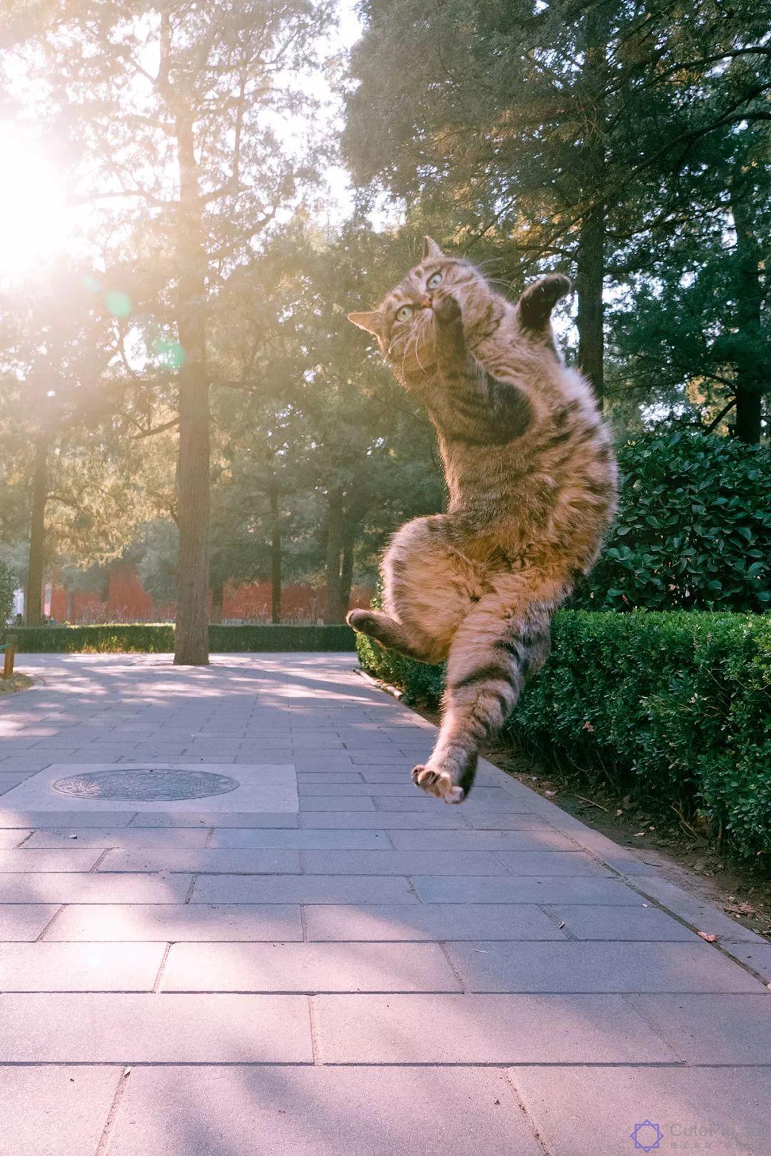 中国拍猫第一人：被央视点赞，走遍全国拍猫6年，拍下4万多张“猫片”，网友：太治愈了插图3