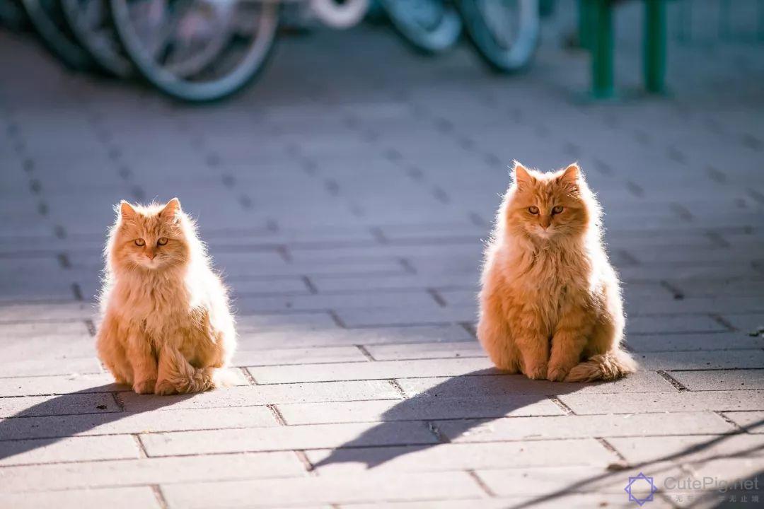 中国拍猫第一人：被央视点赞，走遍全国拍猫6年，拍下4万多张“猫片”，网友：太治愈了插图4