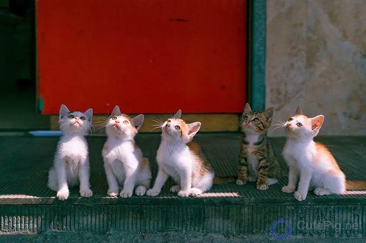 中国拍猫第一人：被央视点赞，走遍全国拍猫6年，拍下4万多张“猫片”，网友：太治愈了插图6