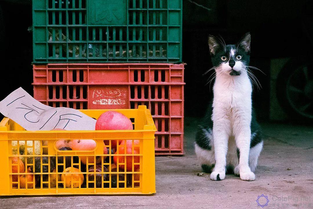 中国拍猫第一人：被央视点赞，走遍全国拍猫6年，拍下4万多张“猫片”，网友：太治愈了插图12