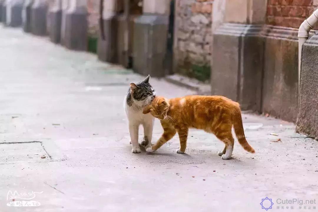 中国拍猫第一人：被央视点赞，走遍全国拍猫6年，拍下4万多张“猫片”，网友：太治愈了插图27