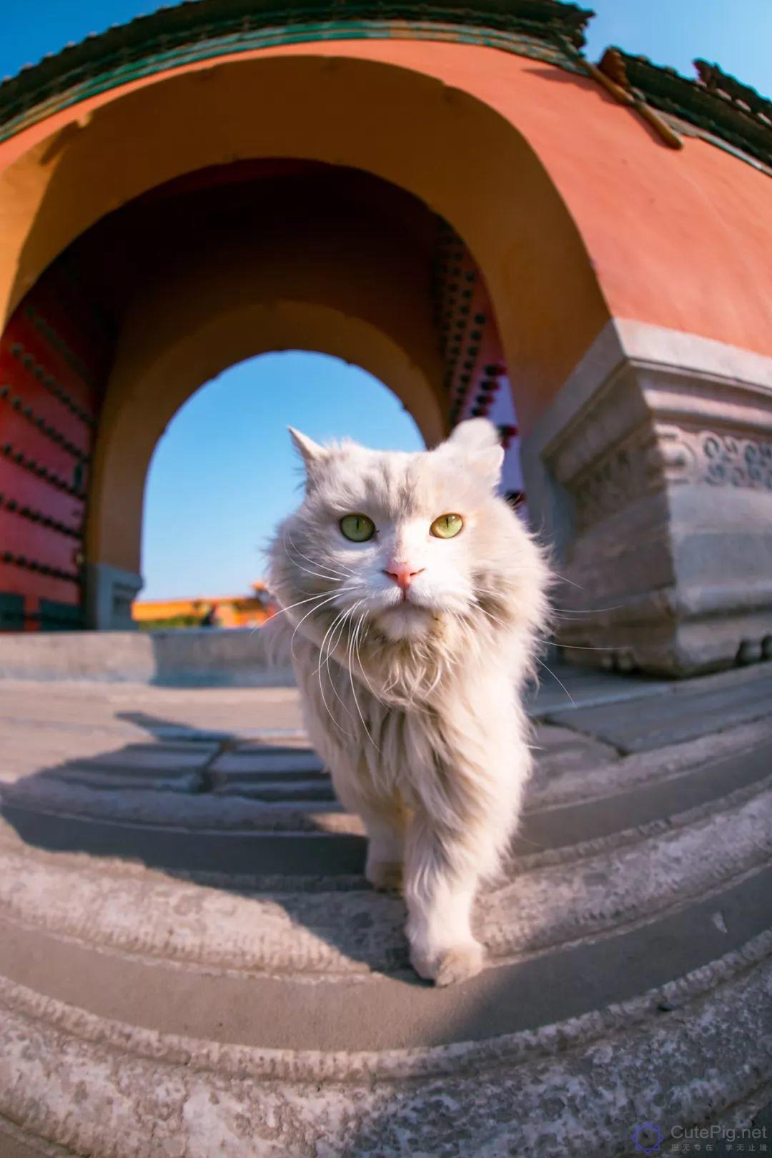 中国拍猫第一人：被央视点赞，走遍全国拍猫6年，拍下4万多张“猫片”，网友：太治愈了插图45