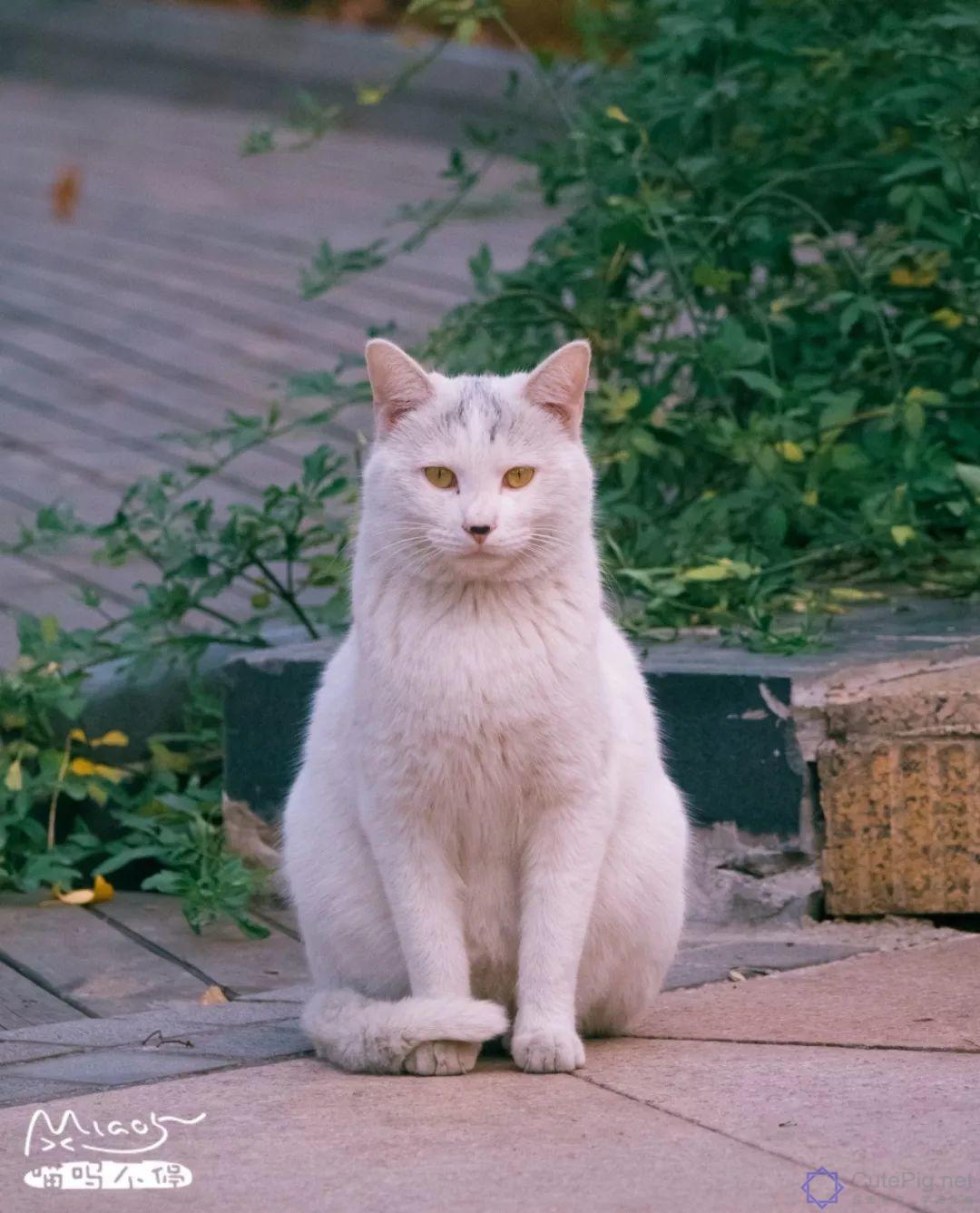 中国拍猫第一人：被央视点赞，走遍全国拍猫6年，拍下4万多张“猫片”，网友：太治愈了插图50