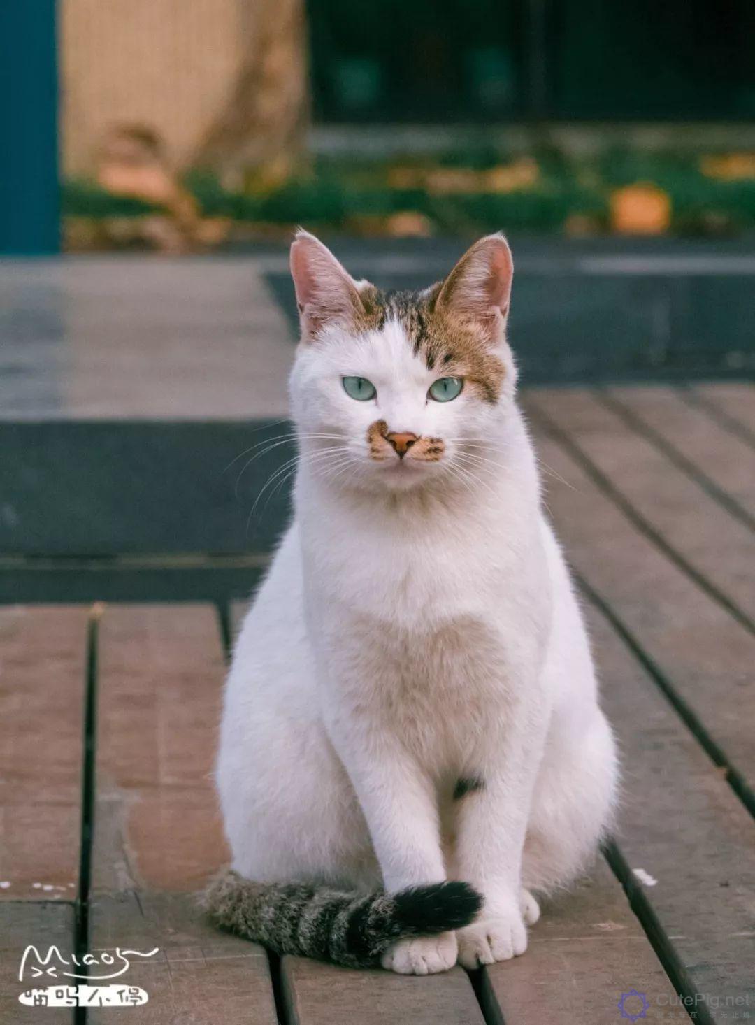 中国拍猫第一人：被央视点赞，走遍全国拍猫6年，拍下4万多张“猫片”，网友：太治愈了插图52