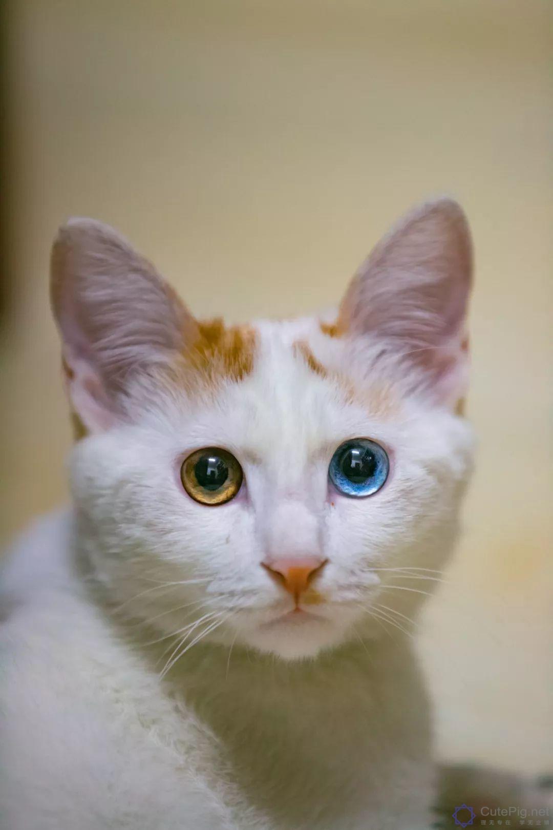 中国拍猫第一人：被央视点赞，走遍全国拍猫6年，拍下4万多张“猫片”，网友：太治愈了插图57