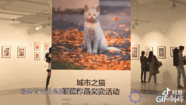 中国拍猫第一人：被央视点赞，走遍全国拍猫6年，拍下4万多张“猫片”，网友：太治愈了插图65