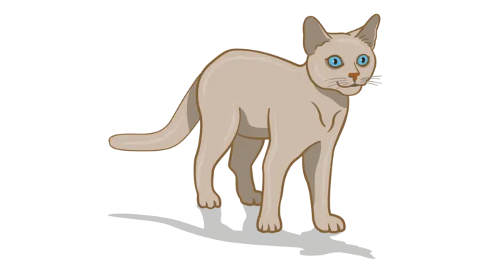 逗野猫被挠伤后，我总结了猫咪的八大行为解析，学会合理撸猫插图2